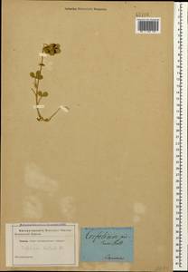 Trifolium hirtum All., Caucasus (no precise locality) (K0)