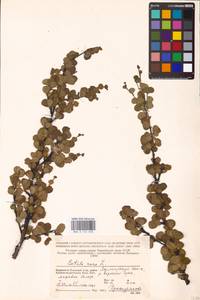 Betula nana L., Eastern Europe, Northern region (E1) (Russia)