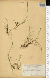 Poa compressa L., Eastern Europe, Central forest-and-steppe region (E6) (Russia)