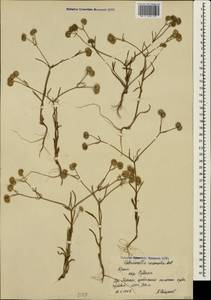 Valerianella coronata (L.) DC., Crimea (KRYM) (Russia)