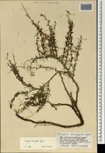 Caragana stenophylla Pojark., Mongolia (MONG) (Mongolia)