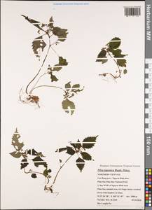 Achudemia japonica Maxim., South Asia, South Asia (Asia outside ex-Soviet states and Mongolia) (ASIA) (Vietnam)