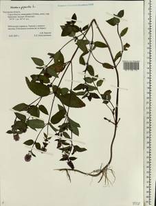 Mentha × piperita L., Eastern Europe, Central region (E4) (Russia)