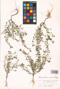 MHA 0 159 531, Chaenorhinum minus (L.) Lange, Eastern Europe, Lower Volga region (E9) (Russia)