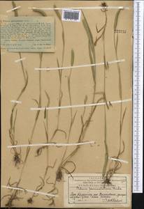 Phleum paniculatum Huds., Middle Asia, Western Tian Shan & Karatau (M3) (Kazakhstan)