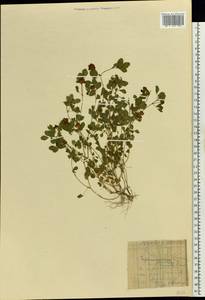 Trifolium campestre Schreb., Eastern Europe, Central forest region (E5) (Russia)
