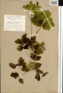 Actaea spicata L., Eastern Europe, Eastern region (E10) (Russia)