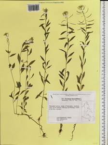 Erysimum hieraciifolium L., Siberia, Russian Far East (S6) (Russia)