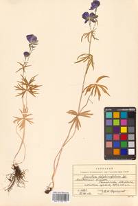 Aconitum delphinifolium DC., Siberia, Chukotka & Kamchatka (S7) (Russia)