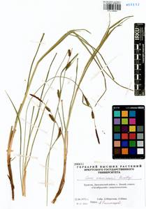 Carex erawinensis Korotky, Siberia, Baikal & Transbaikal region (S4) (Russia)