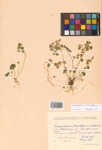 Chrysosplenium alternifolium L., Siberia, Russian Far East (S6) (Russia)