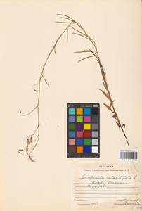 Campanula rotundifolia L., Eastern Europe, Moscow region (E4a) (Russia)