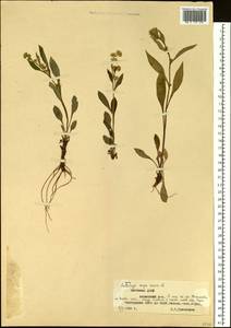 Solidago dahurica (Kitag.) Kitag. ex Juz., Siberia, Yakutia (S5) (Russia)