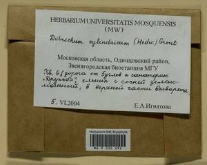 Trichodon cylindricus (Hedw.) Schimp., Bryophytes, Bryophytes - Moscow City & Moscow Oblast (B6a) (Russia)