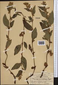 Koenigia hissarica (Popov), Middle Asia, Western Tian Shan & Karatau (M3) (Kazakhstan)