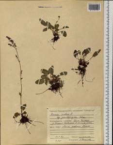 Rumex acetosa L., Siberia, Central Siberia (S3) (Russia)