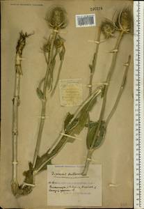 Dipsacus fullonum L., Eastern Europe, South Ukrainian region (E12) (Ukraine)