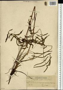 Poterium tenuifolium var. alba (Trautv. & C. A. Mey.), Siberia, Russian Far East (S6) (Russia)