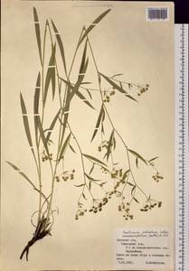 Bupleurum scorzonerifolium Willd., Siberia, Russian Far East (S6) (Russia)