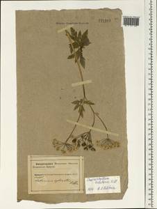 Chaerophyllum hirsutum L., Eastern Europe, Northern region (E1) (Russia)