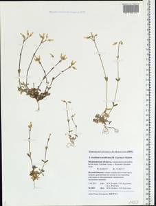 Cerastium holosteoides Fr., Eastern Europe, Northern region (E1) (Russia)