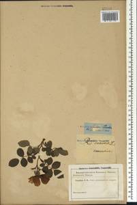 Rosa canina L., Caucasus (no precise locality) (K0)