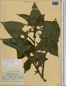 Cicerbita alpina (L.) Wallr., Eastern Europe, Northern region (E1) (Russia)