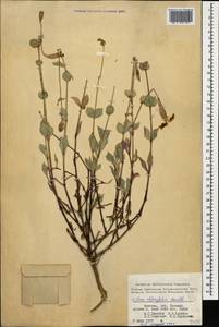 Silene chlorifolia Sm., Caucasus, Armenia (K5) (Armenia)