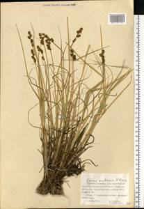 Carex mackenziei V.I.Krecz., Eastern Europe, Northern region (E1) (Russia)