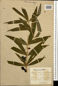 Polygonatum verticillatum (L.) All., Caucasus, Azerbaijan (K6) (Azerbaijan)