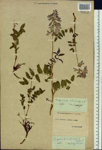 Hedysarum hedysaroides subsp. arcticum (B.Fedtsch.) P.W.Ball, Siberia, Yakutia (S5) (Russia)