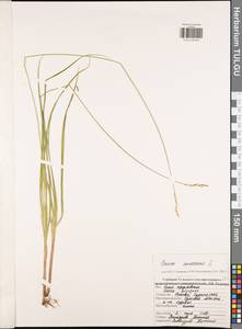 Carex canescens L., Eastern Europe, Central region (E4) (Russia)