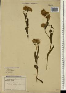 Pentanema oculus-christi (L.) D. Gut. Larr., Santos-Vicente, Anderb., E. Rico & M. M. Mart. Ort., Crimea (KRYM) (Russia)