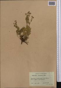 Potentilla inclinata Vill., Middle Asia, Western Tian Shan & Karatau (M3) (Kyrgyzstan)