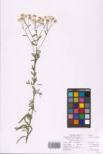 Achillea ptarmica L., Eastern Europe, North-Western region (E2) (Russia)