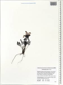 Pedicularis fissa Turcz., Siberia, Baikal & Transbaikal region (S4) (Russia)