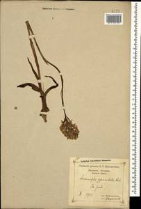 Anacamptis pyramidalis (L.) Rich., Caucasus, Black Sea Shore (from Novorossiysk to Adler) (K3) (Russia)