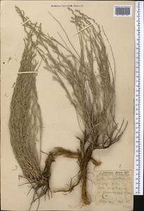 Artemisia juncea Kar. & Kir., Middle Asia, Caspian Ustyurt & Northern Aralia (M8) (Kazakhstan)