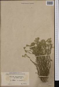 Minuartia glomerata (M. Bieb.) Degen, Western Europe (EUR) (North Macedonia)