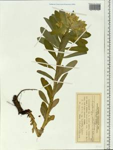Euphorbia pilosa L., Siberia, Central Siberia (S3) (Russia)