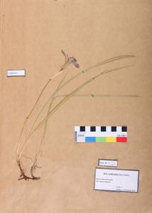 Iris ruthenica Ker Gawl., Siberia, Central Siberia (S3) (Russia)