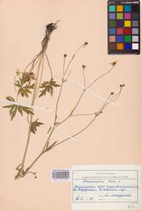 Ranunculus acris L., Eastern Europe, Eastern region (E10) (Russia)