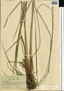 Carex aquatilis Wahlenb., Eastern Europe, Central region (E4) (Russia)