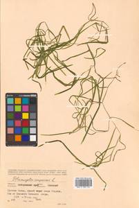 Potamogeton compressus L., Siberia, Russian Far East (S6) (Russia)