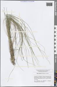 Stipa zalesskyi Wilensky ex Grossh., Eastern Europe, Middle Volga region (E8) (Russia)