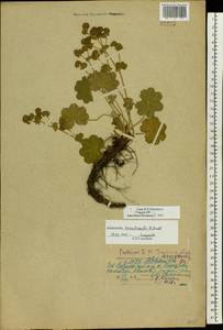 Alchemilla hirsuticaulis H. Lindb., Eastern Europe, Central forest region (E5) (Russia)