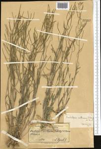 Crucihimalaya mollissima (C. A. Mey.) Al-Shehbaz, O'Kane & R. A. Price, Middle Asia, Pamir & Pamiro-Alai (M2)