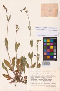 Silene latifolia subsp. latifolia, Eastern Europe, Lower Volga region (E9) (Russia)