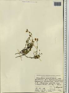 Helianthemum rupifragum A. Kerner, Eastern Europe, Eastern region (E10) (Russia)