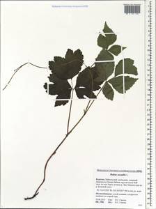 Rubus saxatilis L., Siberia, Baikal & Transbaikal region (S4) (Russia)